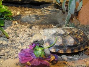 Spaltenschildkröten beim Fressen