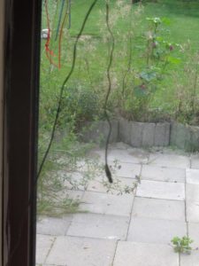Fühler im Schildkrötenhaus