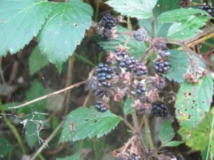 Brombeere