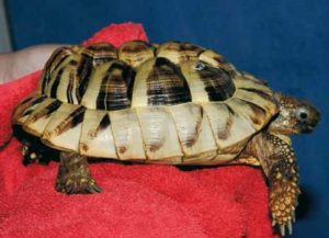 Abb. 12 Ein leider häufig vorgestelltes Problem: „Dampfaufzucht“. Diese Schildkröte hat nicht nur einen Schönheitsfehler, sondern ist systemisch krank. Foto: Hartmut Fehr