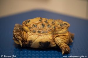 Folgen schwerer Haltungsfehler am Beispiel einer Vierzehenschildkröte (Testudo horsfieldii) aus der Praxis für Alternative Tiermedizin