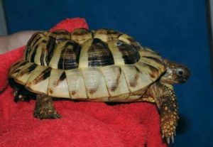 Folgen schwerer Haltungsfehler bei Europäischen Landschildkröten