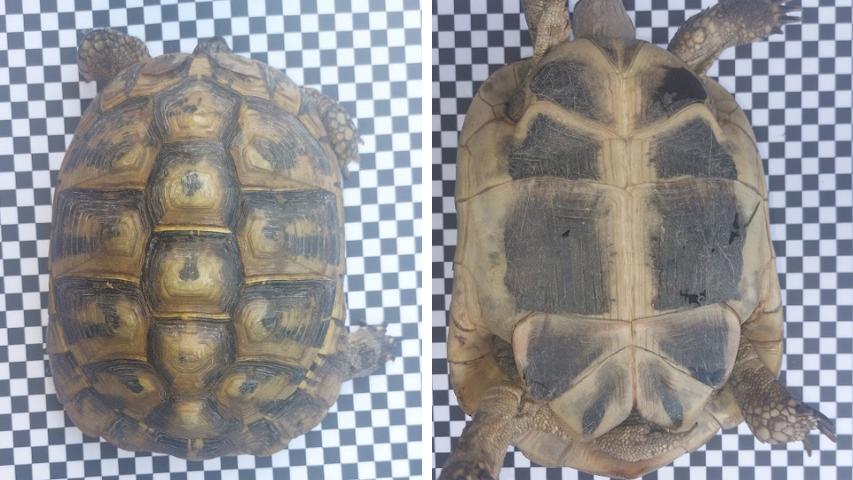 Griechische Landschildkröte (Testudo hermanni biettgeri) - Weibchen