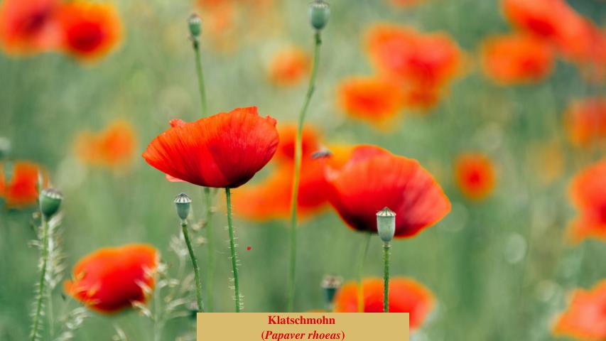 Klatschmohn 
(Papaver rhoeas)