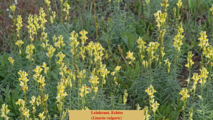 Leinkraut, Echtes (Linaria vulgaris)
