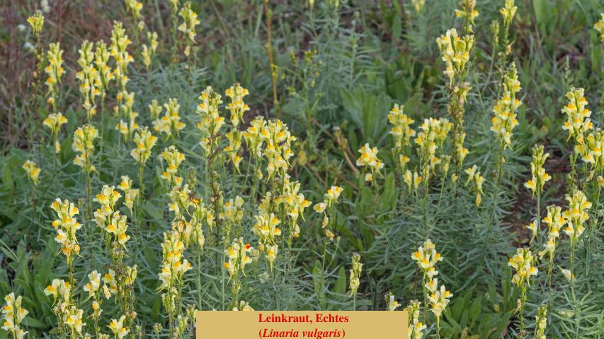  Leinkraut, Echtes
(Linaria vulgaris)
