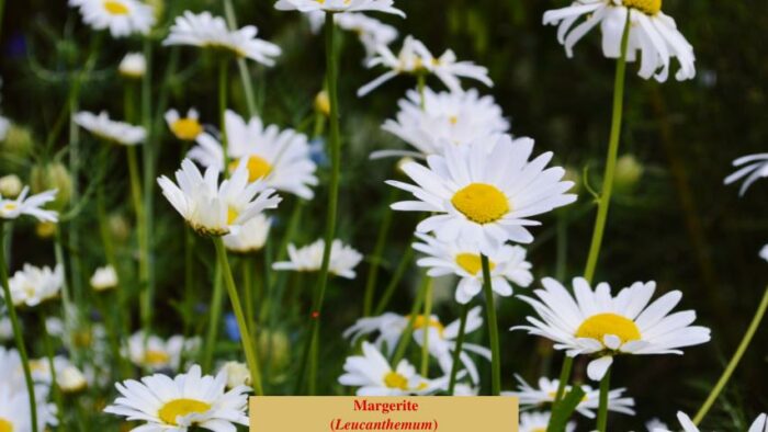 Margerite (Leucanthemum)