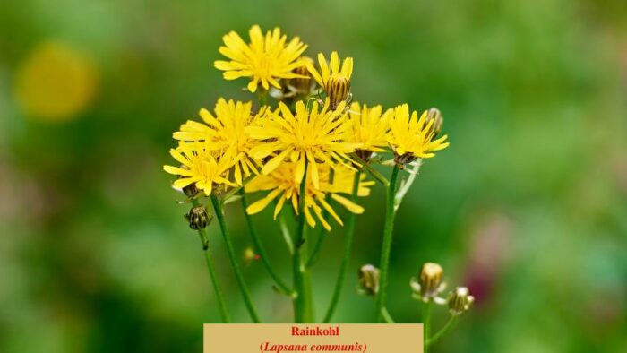 Rainkohl (Lapsana communis)