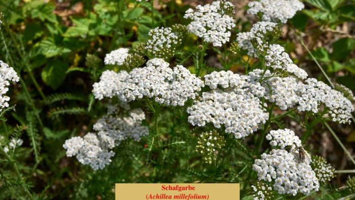 Schafgarbe (Achillea millefolium)