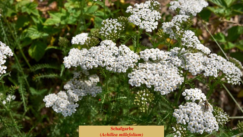  Schafgarbe
(Achillea millefolium)