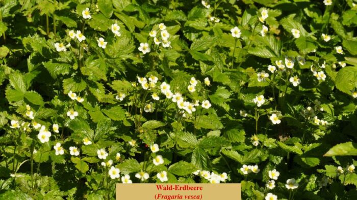 Wald-Erdbeere (Fragaria vesca)