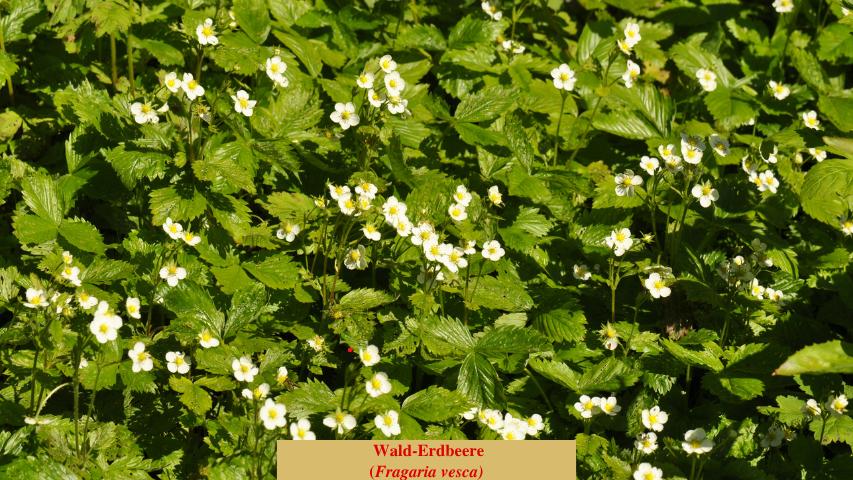  Wald-Erdbeere
(Fragaria vesca)