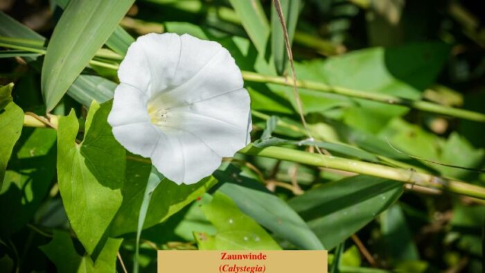 Zaunwinde (Calystegia)