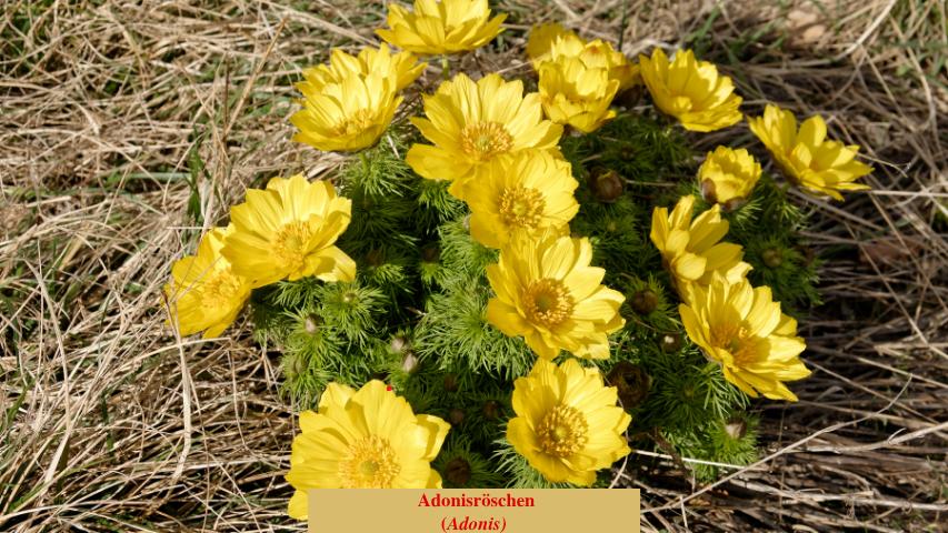  Adonisröschen
(Adonis)