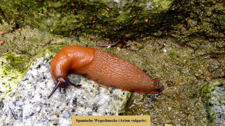Spanische Wegschnecke (Arion vulgaris)