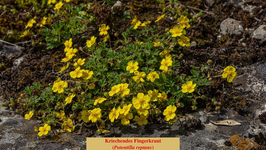  Kriechendes Fingerkraut 
(Potentilla reptans)