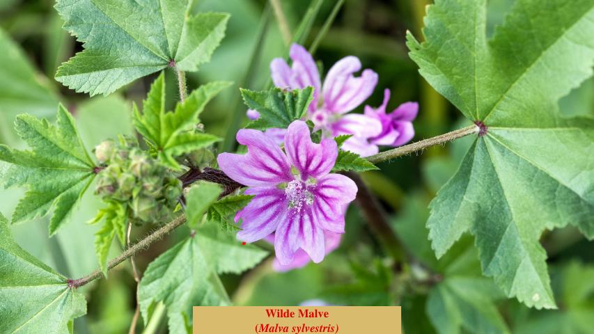 Wilde Malve
(Malva sylvestris)
