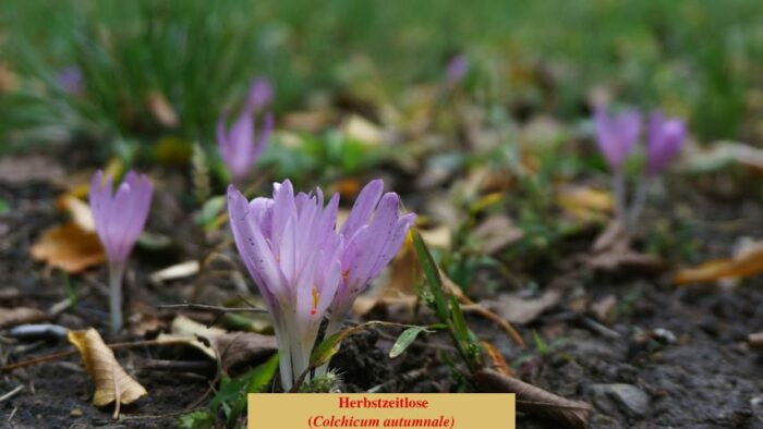 Herbstzeitlose (Colchicum autumnale)
