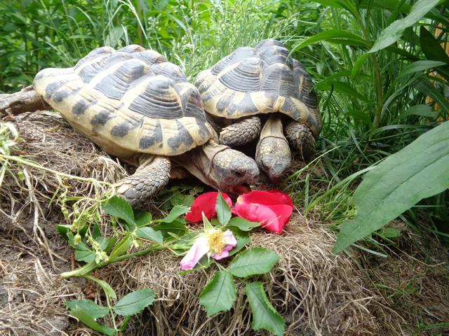 Rita Klein-Schildkröten beim fressen von Blüten
