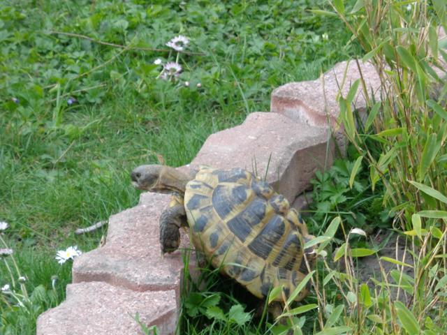 griechische Landschildkröte