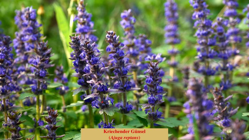  Kriechender Günsel 
(Ajuga reptans)