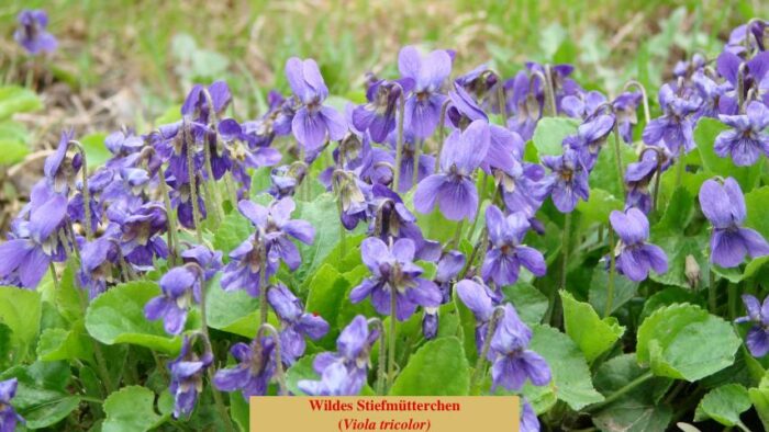 Wildes Stiefmütterchen (Viola tricolor)