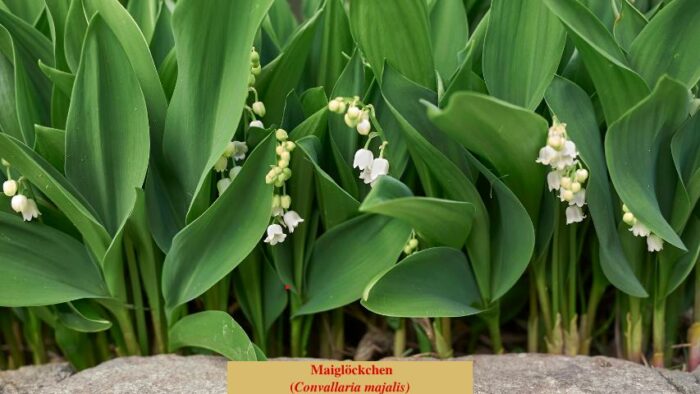 Maiglöckchen (Convallaria majalis)