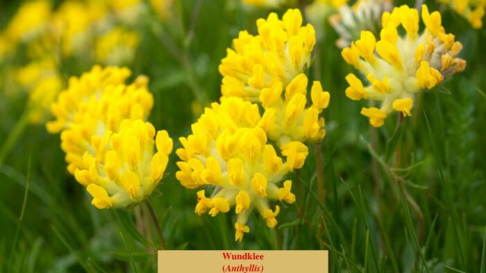 Wundklee (Anthyllis)