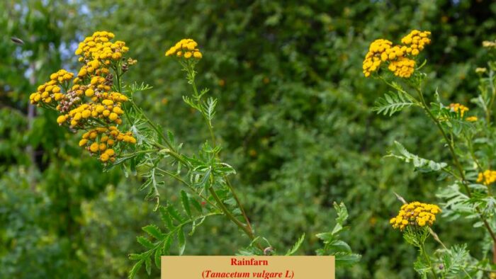 Rainfarn (Tanacetum vulgare L)