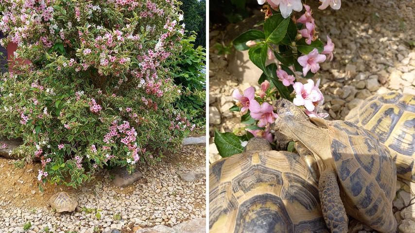 Gehgepflanzen für Schildkrötengehege-Weigelie