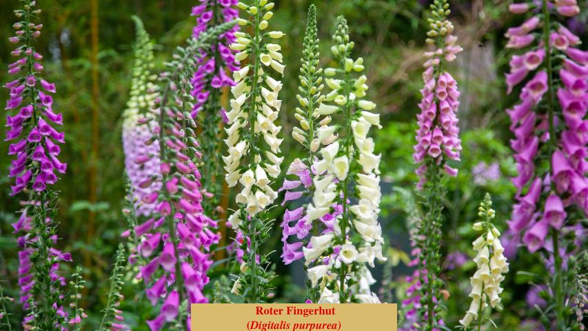  Roter Fingerhut
(Digitalis purpurea)