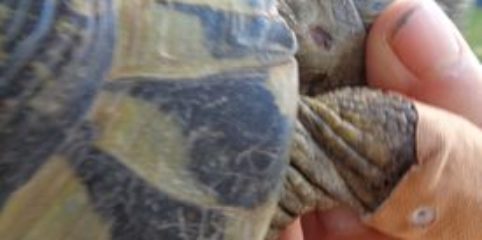 Rita Klein-verletzte griechische Landschildkröte