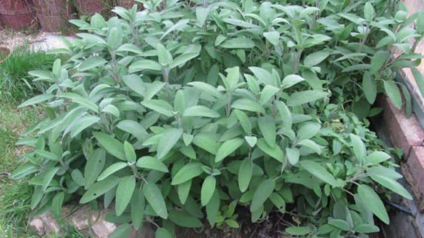 Gehegepflanzen-Salbei (Salvia officinalis)