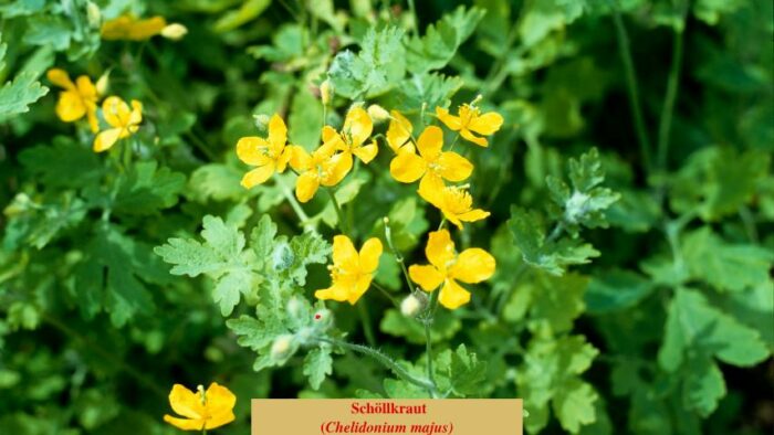 Schöllkraut (Chelidonium majus)