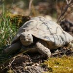 Schildkrötensaison 2022:griechische Landschildkröte