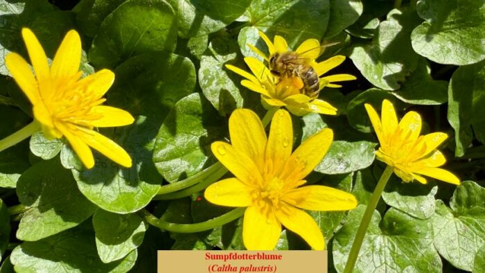 Sumpfdotterblume (Caltha palustris)