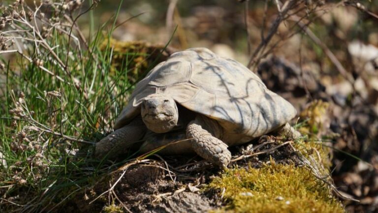 Schildkrötensaison 2022:griechische Landschildkröte