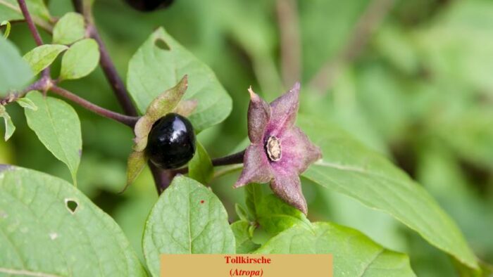 Tollkirsche (Atropa)