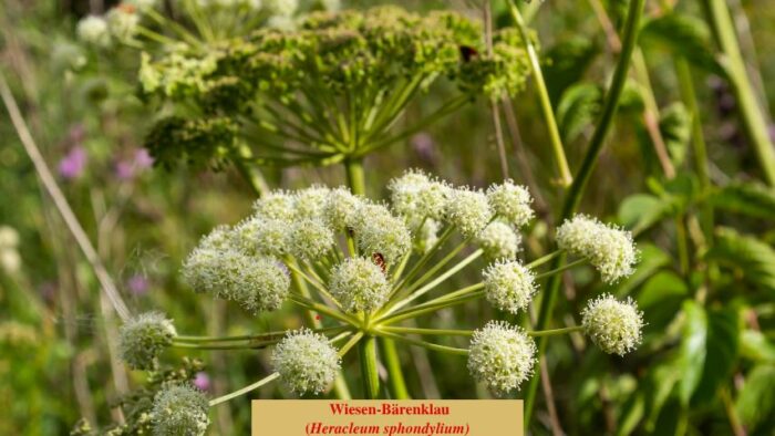 Wiesen-Bärenklau (Heracleum sphondylium)