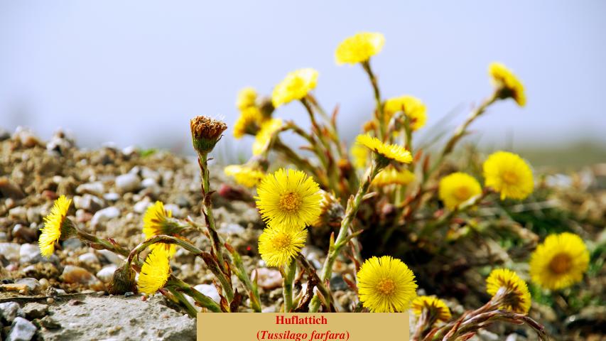 Huflattich (Tussilago farfara)