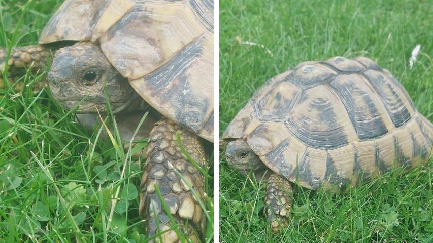 Griechische Landschildkröte (Testudo hermanni biettgeri) - Weibchen