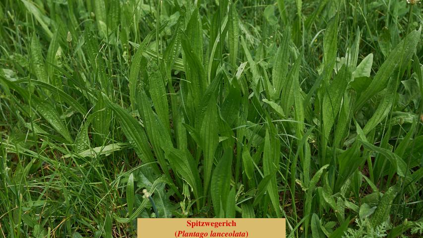 Spitzwegerich (Plantago lanceolata)