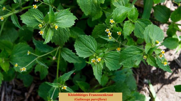 Kleinblütiges Franzosenkraut (Galinsoga parviflora)