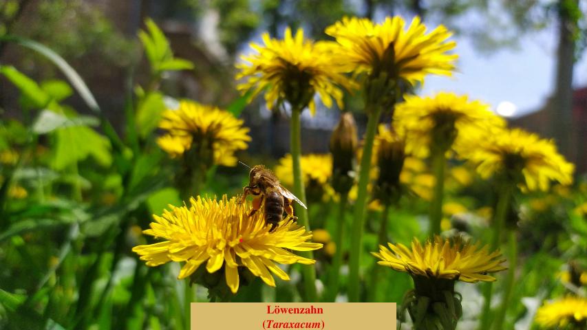  Löwenzahn
(Taraxacum)