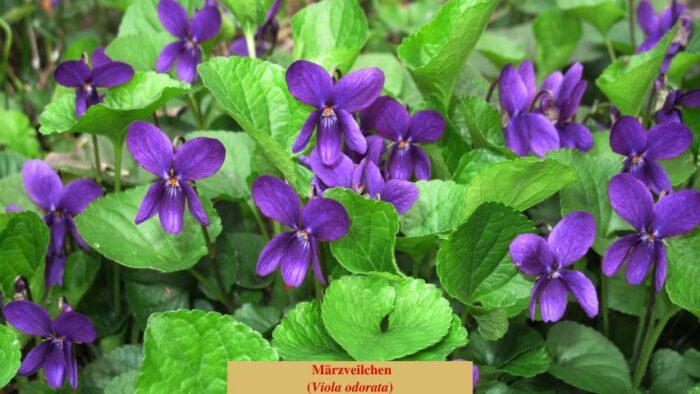 Märzveilchen (Viola odorata)