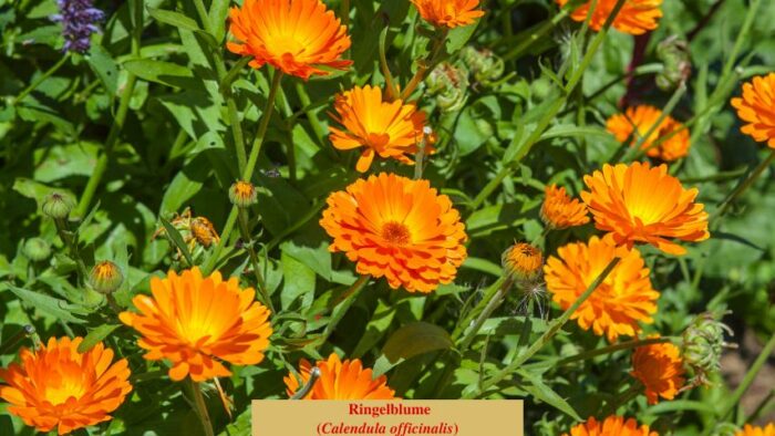Ringelblume (Calendula officinalis)