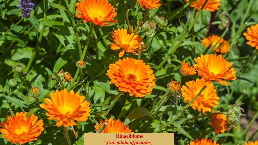  Ringelblume
(Calendula officinalis)