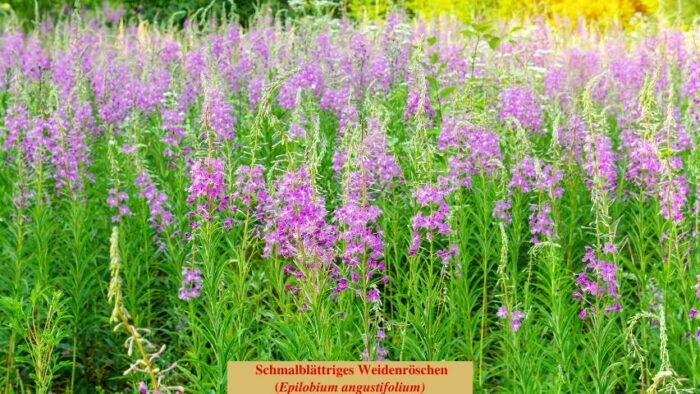 Schmalblättriges Weidenröschen (Epilobium angustifolium)