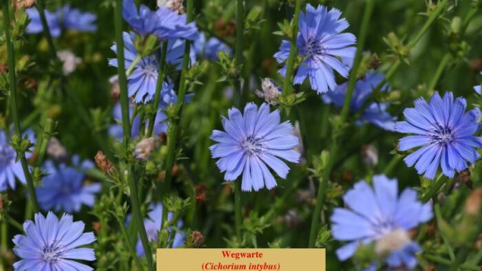 Wegwarte (Cichorium intybus)