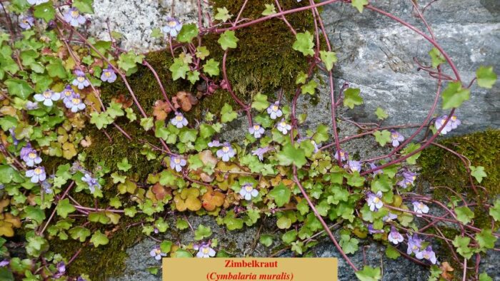 Zimbelkraut (Cymbalaria muralis)